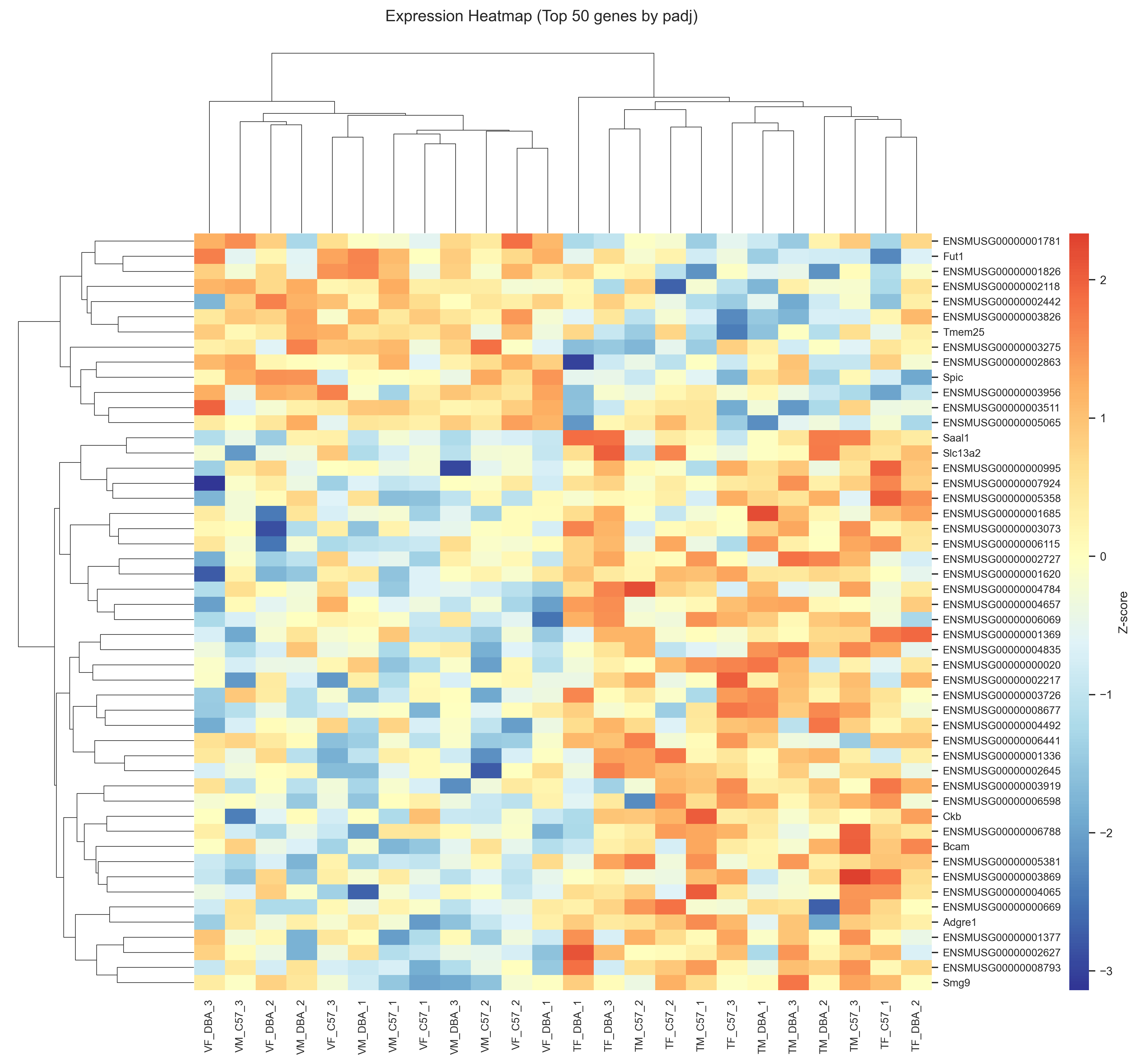 RNA-seq Expression Heatmap